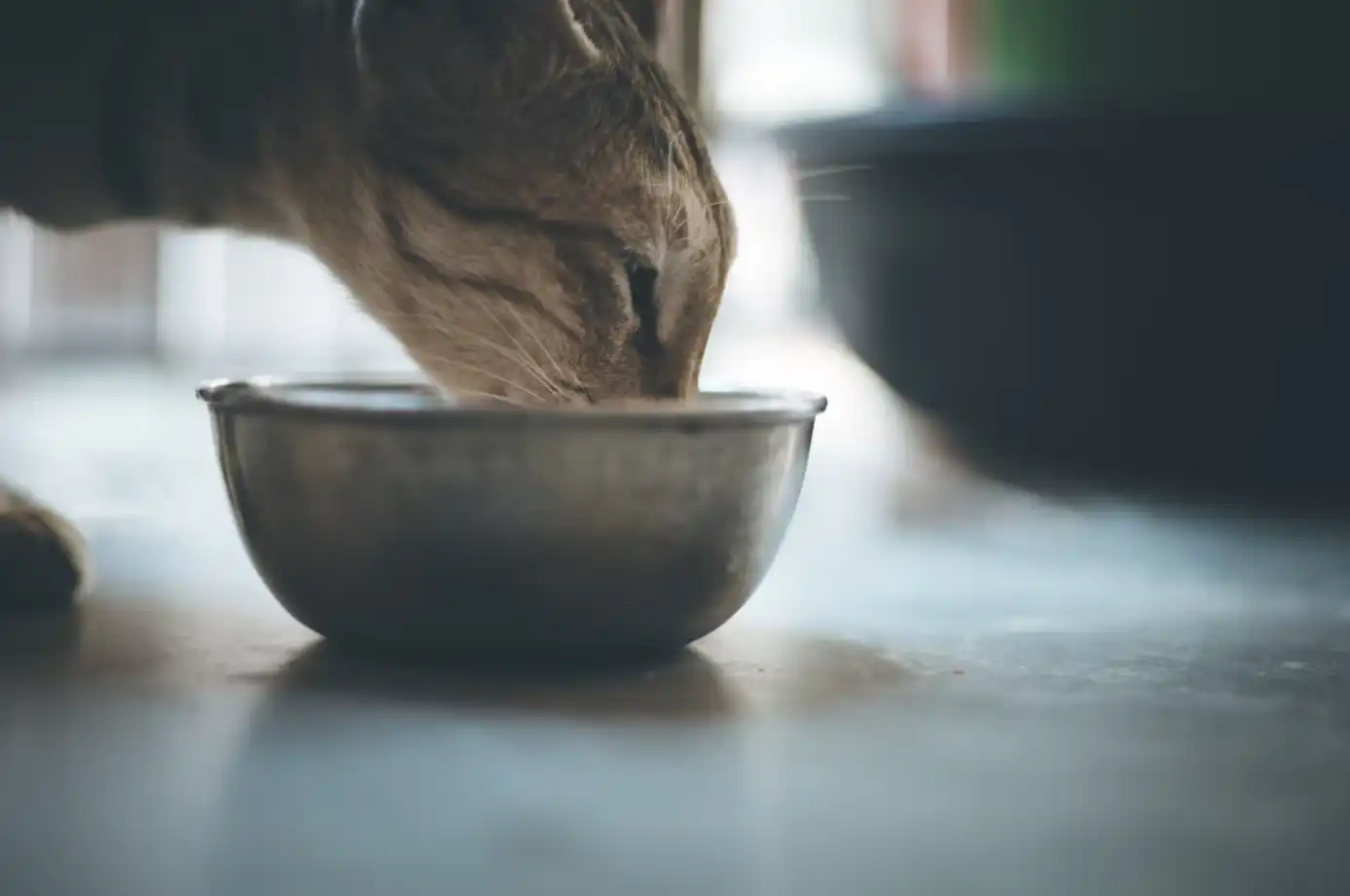 Корм для котів - як обрати