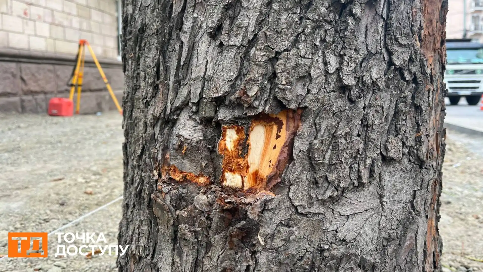 Не менше 20 дерев у Кропивницькому пошкодили під час ремонту тротуарів: що з ними буде