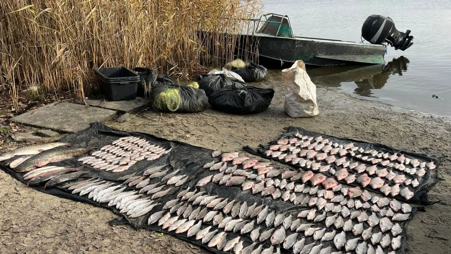 Браконьєри напали під час затримання: у двох чоловіків на Кіровоградщині виявили риби на понад півмільйона