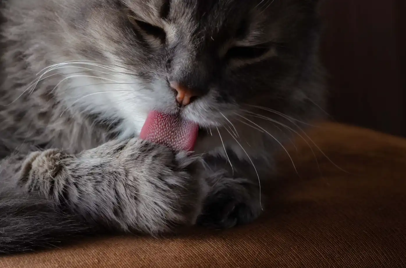 Як обрати сухий корм для кота