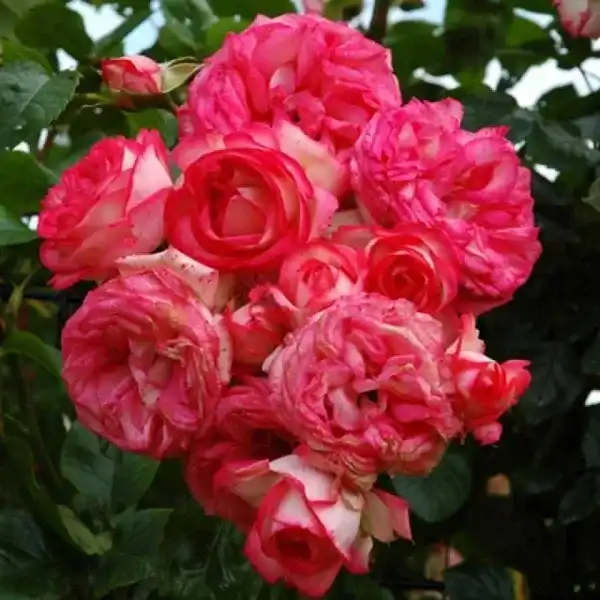 саджанці троянди