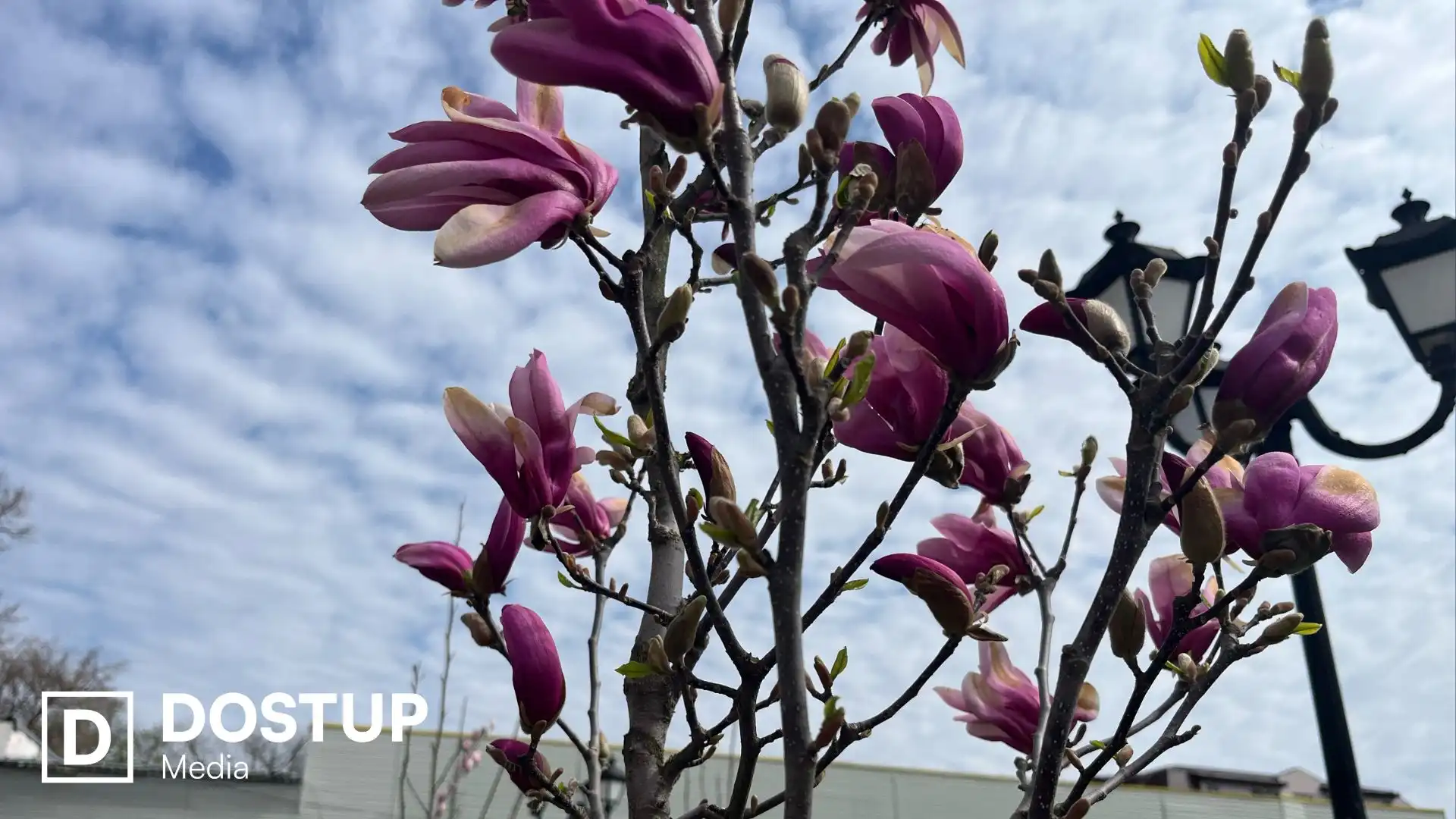 У Кропивницькому зацвіли магнолі у сквері Першого трамвая