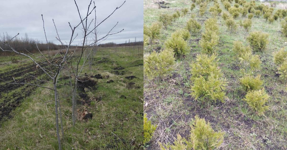 Саджанці КП "Благоустрій"