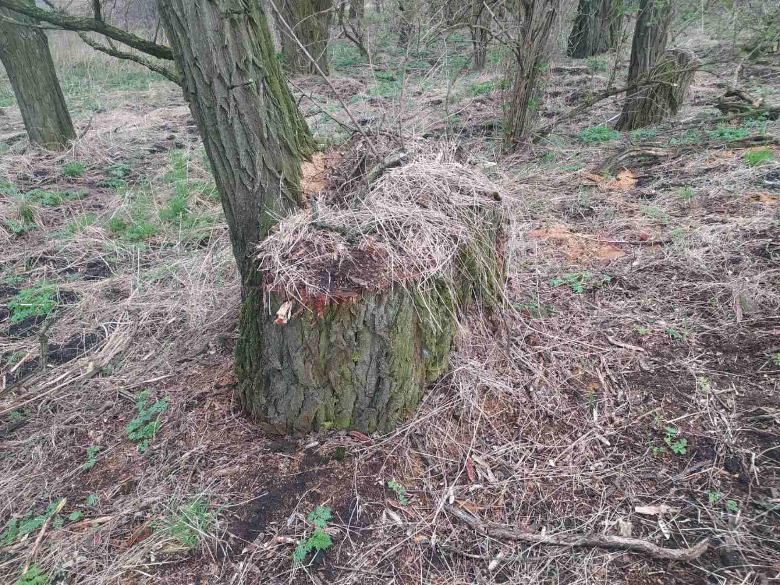 незаконна вирубка дерев