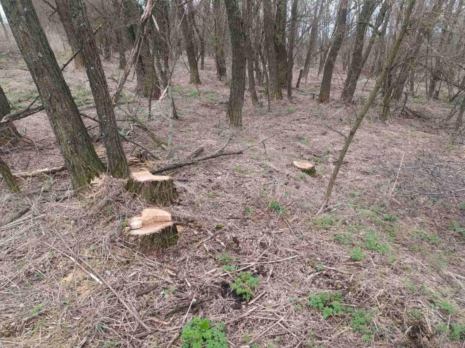 незаконна вирубка дерев, Кіровоградщина