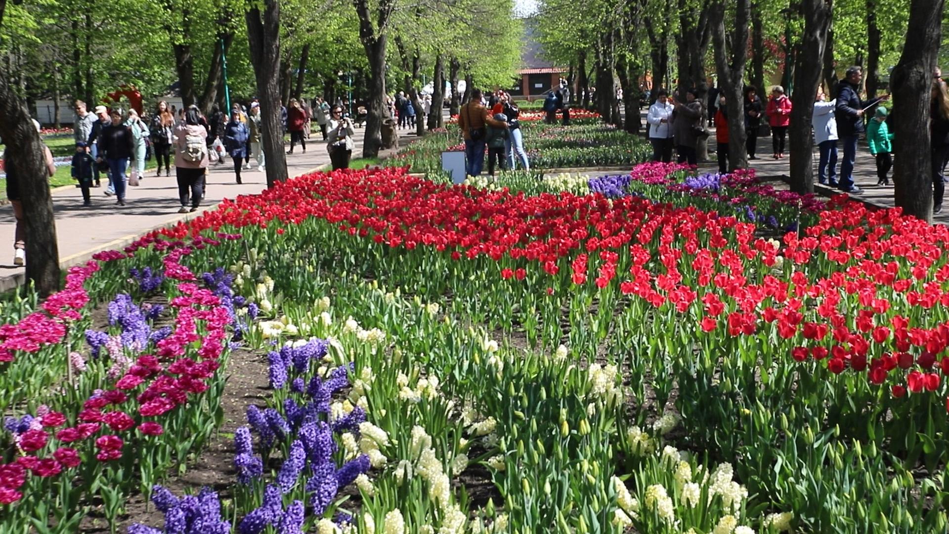 Квітучий Кропивницький