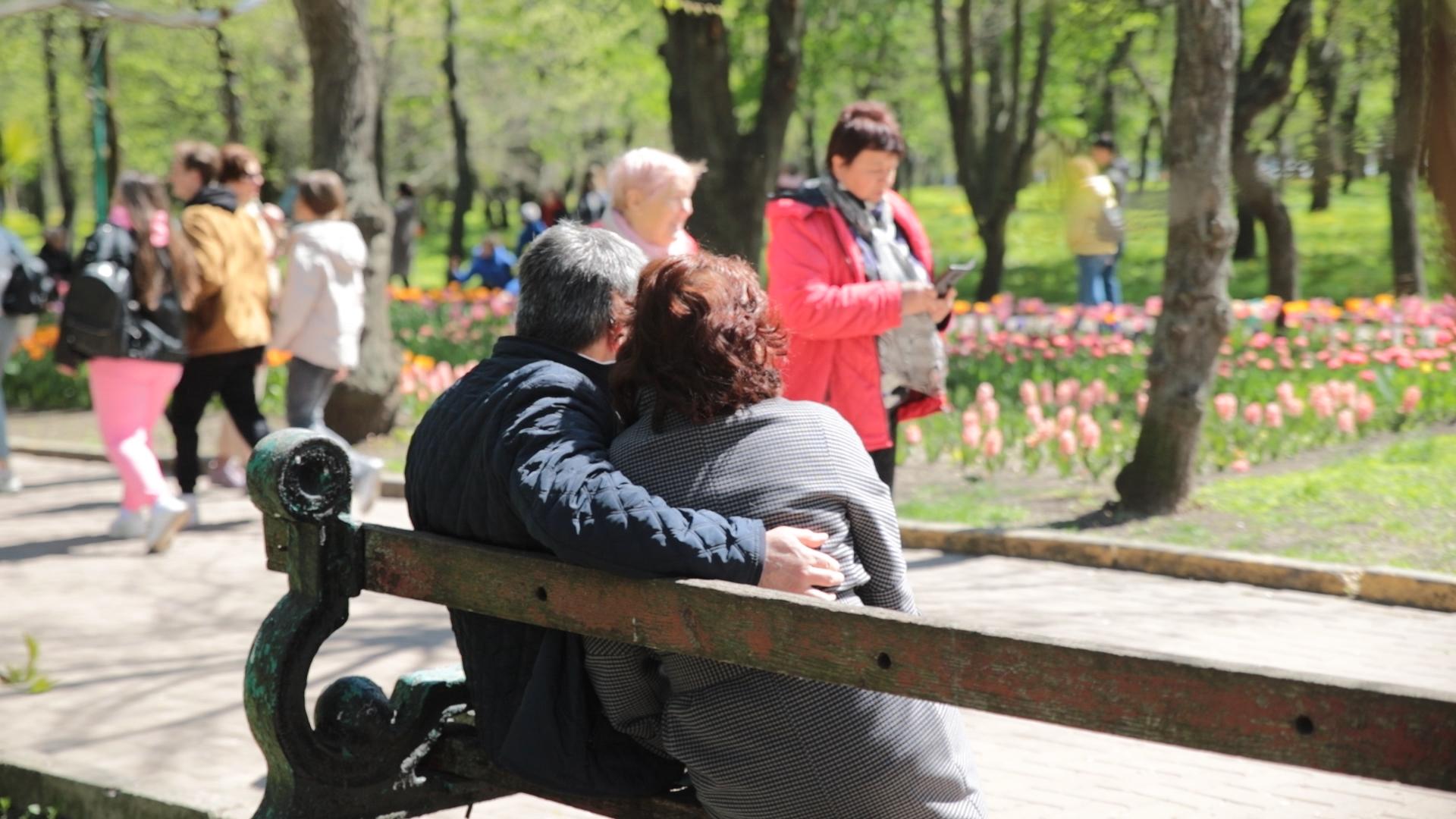 Цвітіння тюльпанів