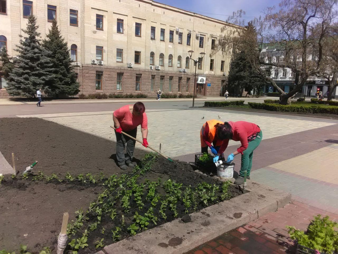 Розсаджують квіти в центрі Кропивницького