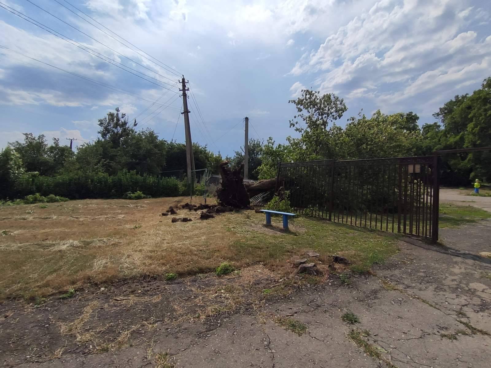 Повалені вітром дерева