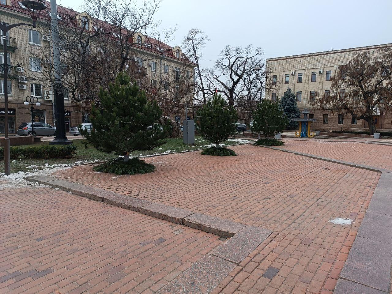 12 новорічних дерев у Кропивницькому