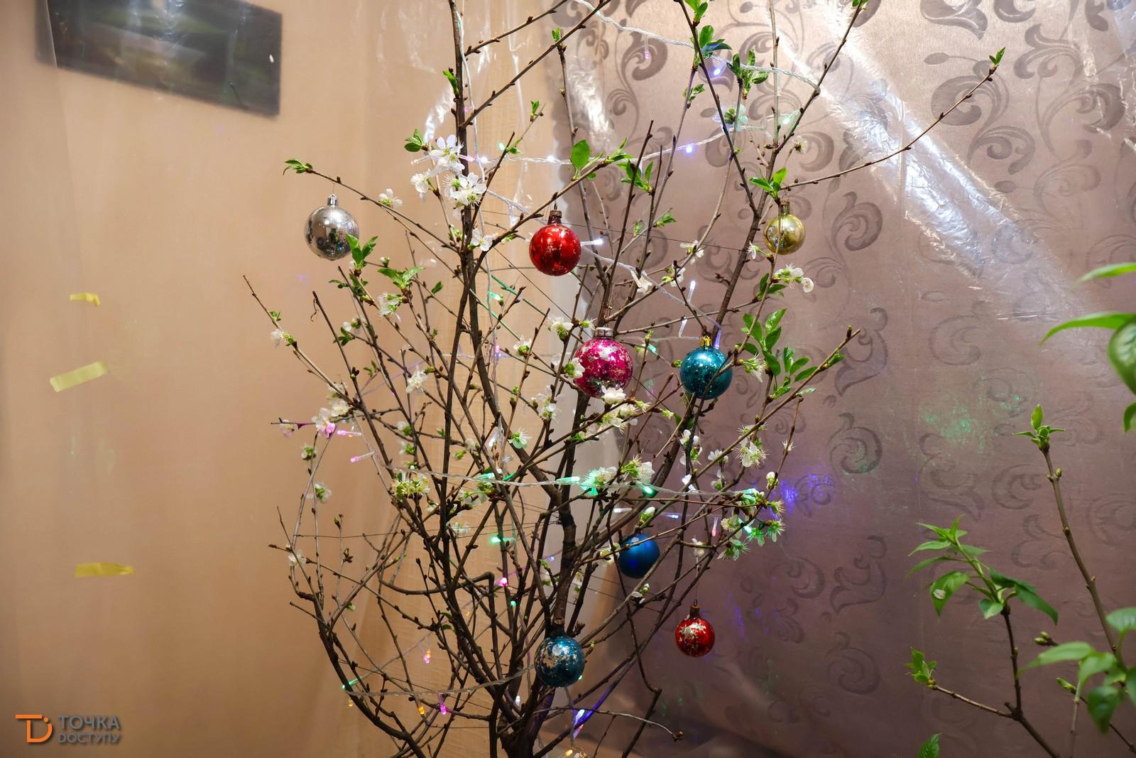 79-річний кропивничанин посадив вдома вишню і зробив так, щоб дерево розквітло до нового року