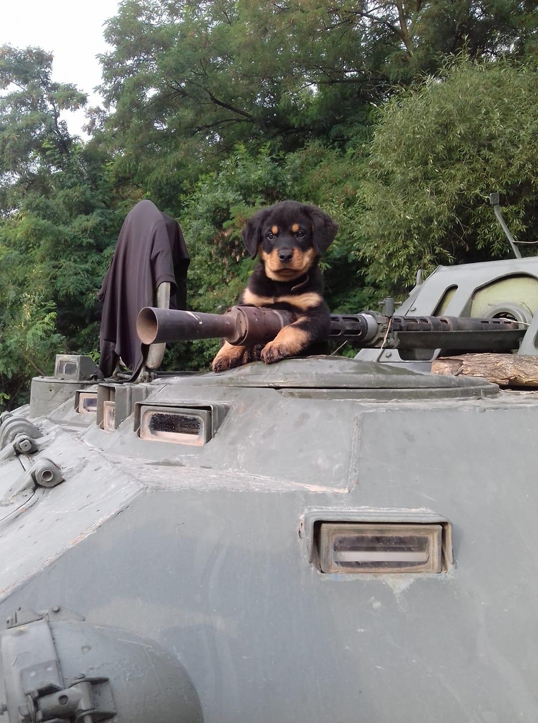 Собака військового