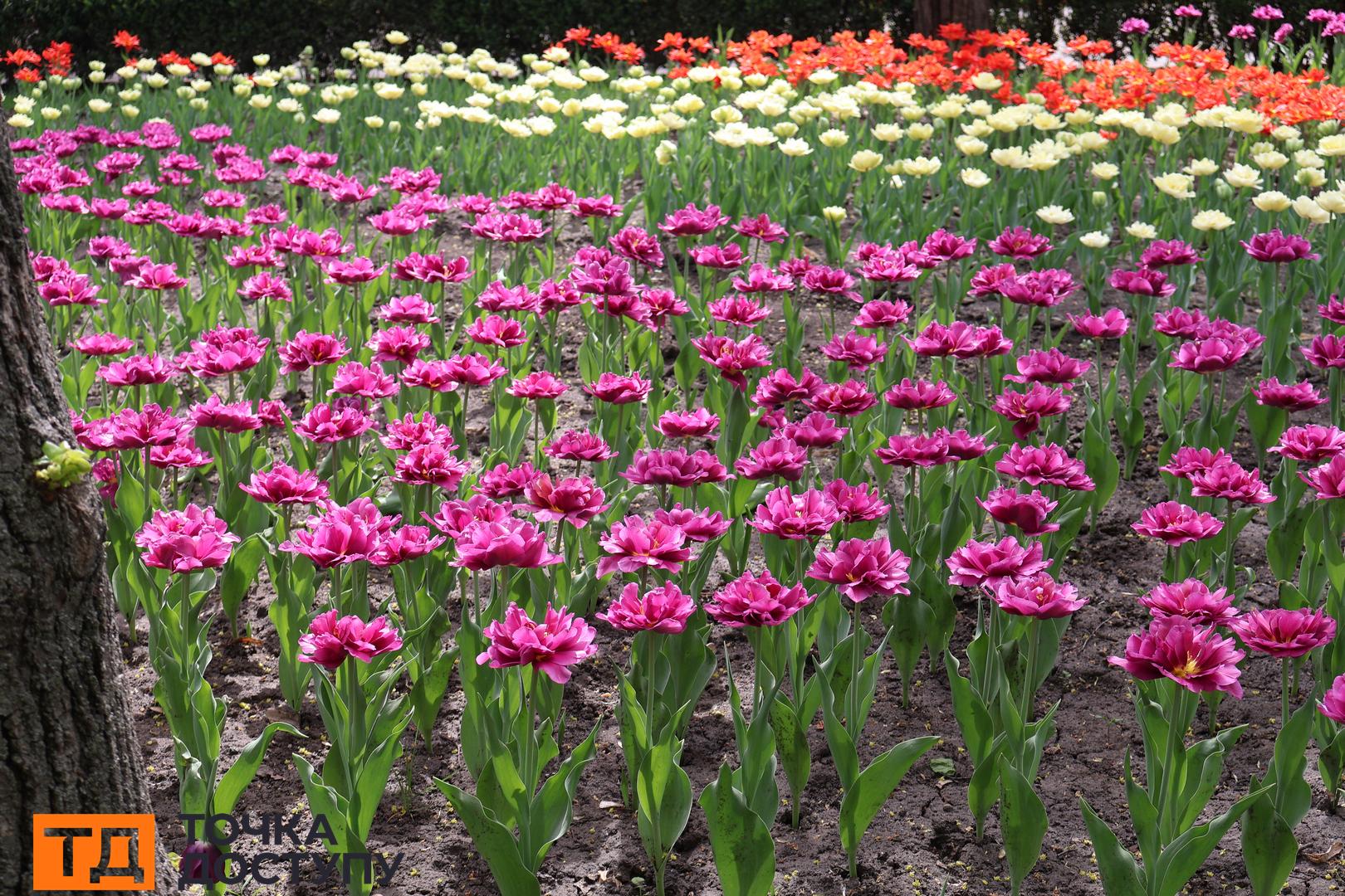 Дендропарк Кропивницький тюльпани фото
