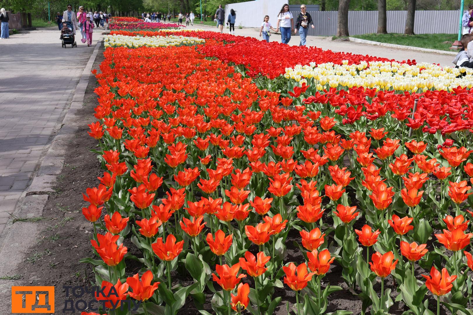 Дендропарк 2024 фото тюльпани