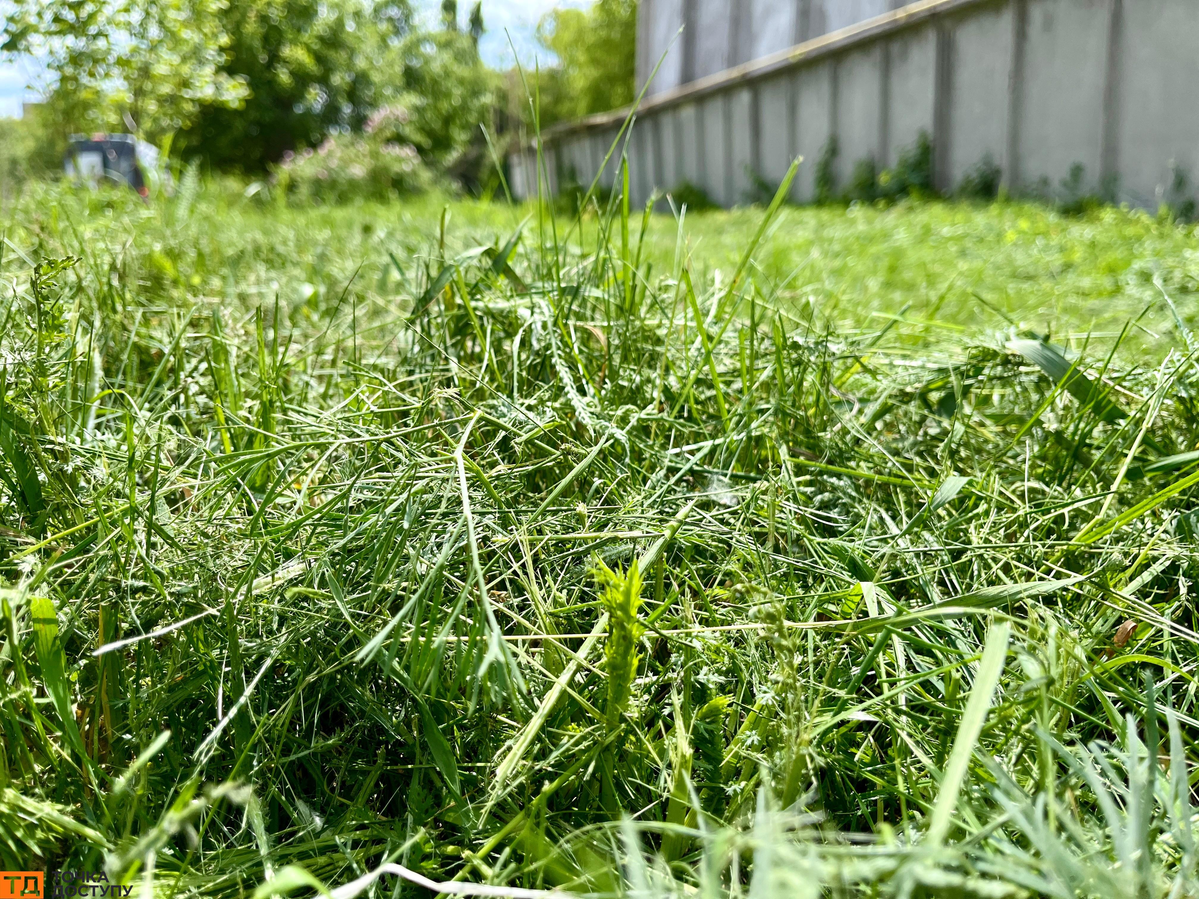 скошувати чи не скошувати траву у Кропивницькому
