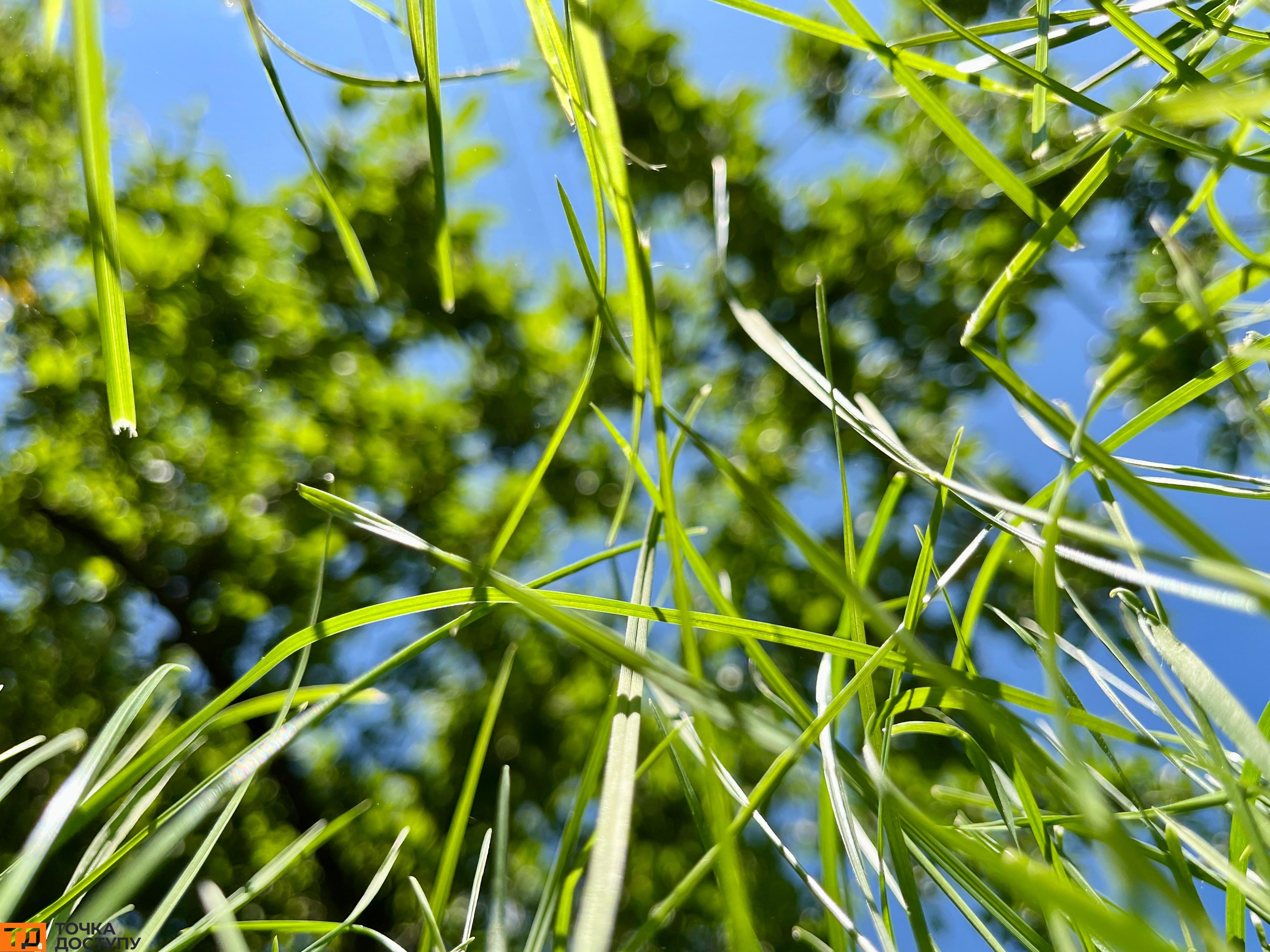 еколог про викошування трави у Кропивницькому