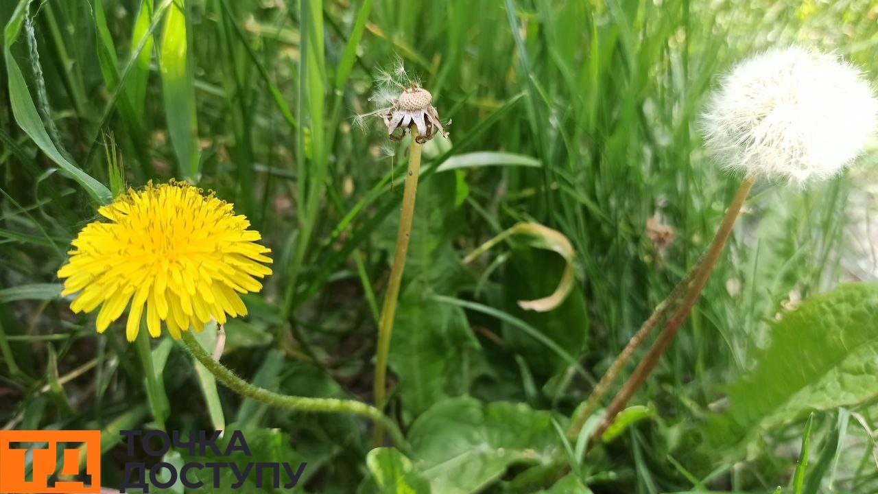 кропивничанка проти скошування трави у Кропивницькому