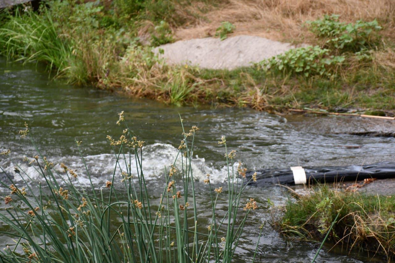 Випустили мальків риби у Войнівське водосховище