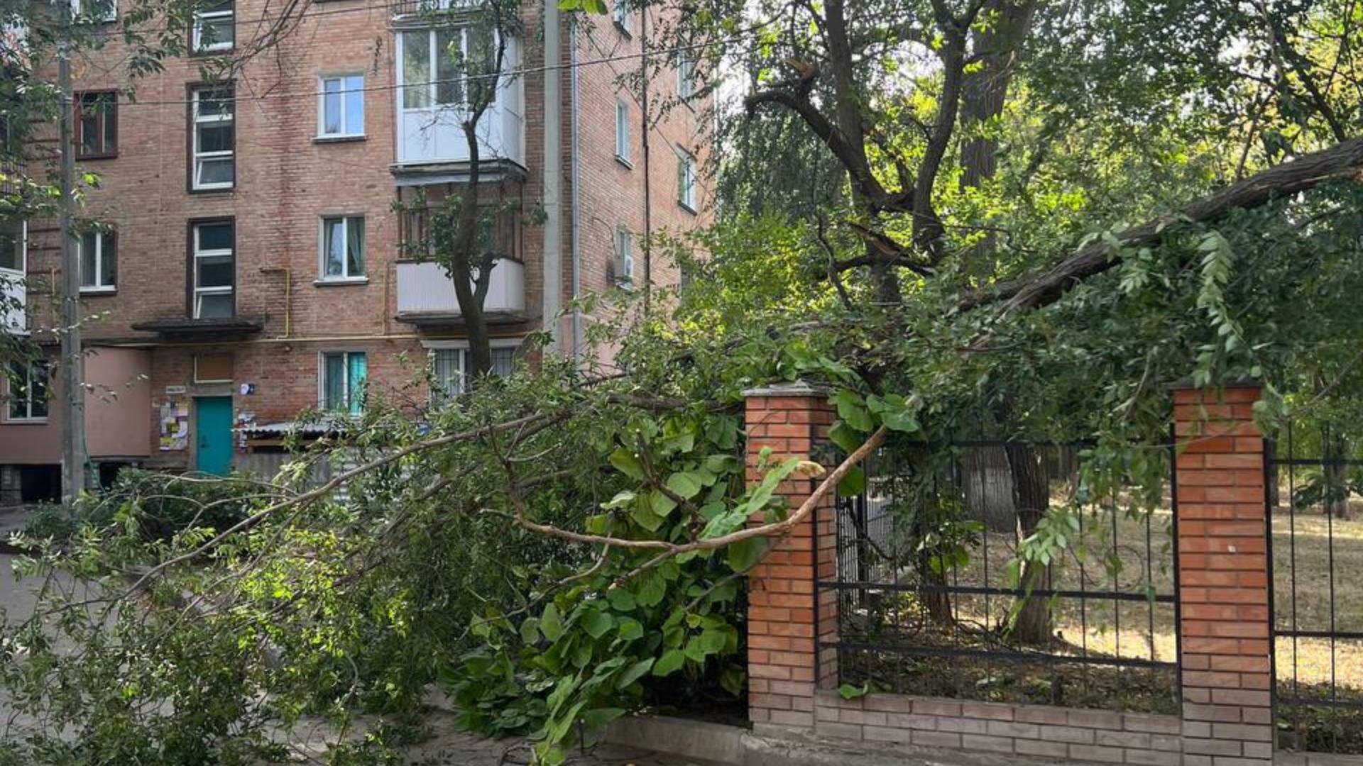 на Тельнова у Кропивницькому впало дерево