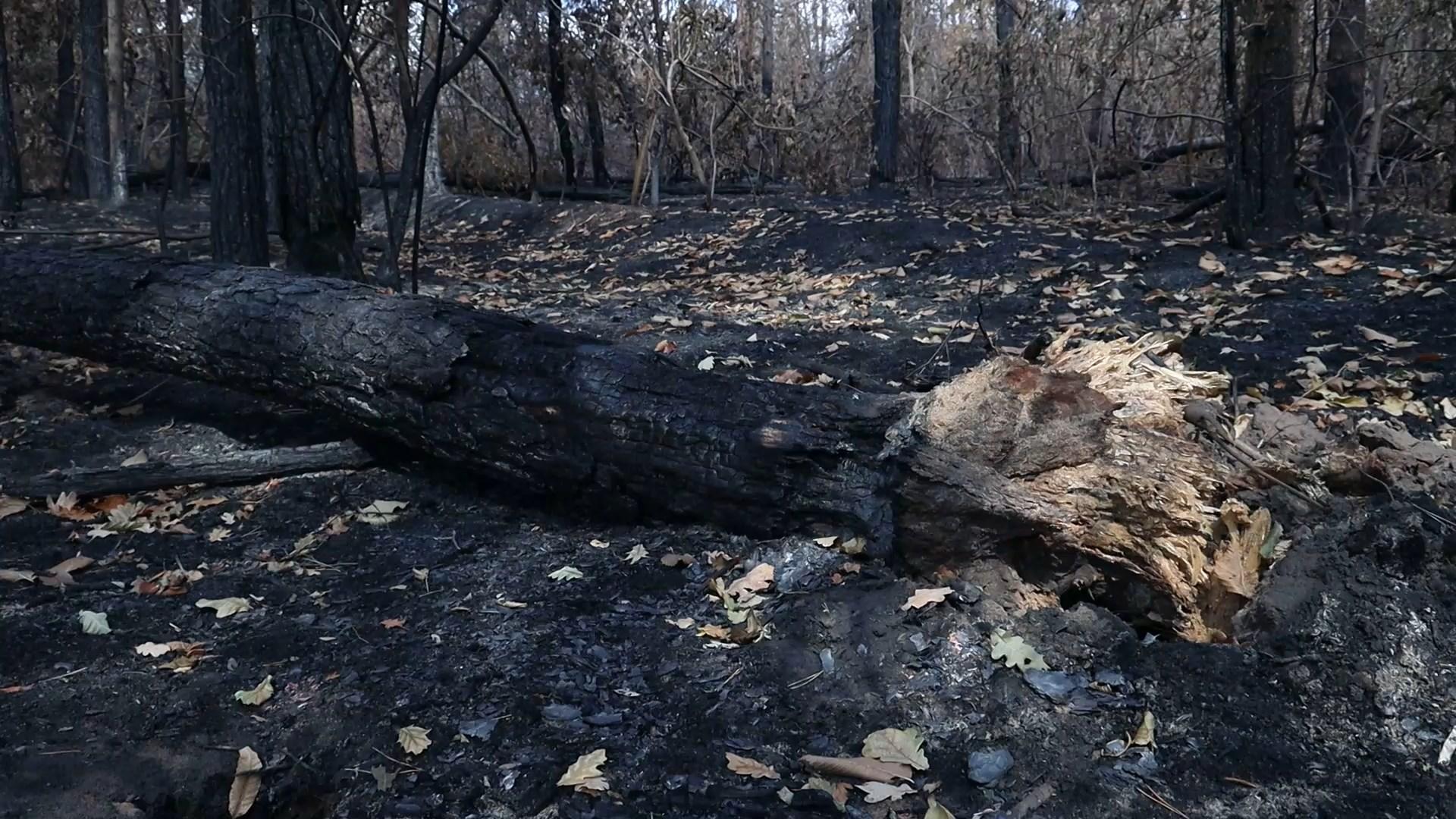 згоріле дерево