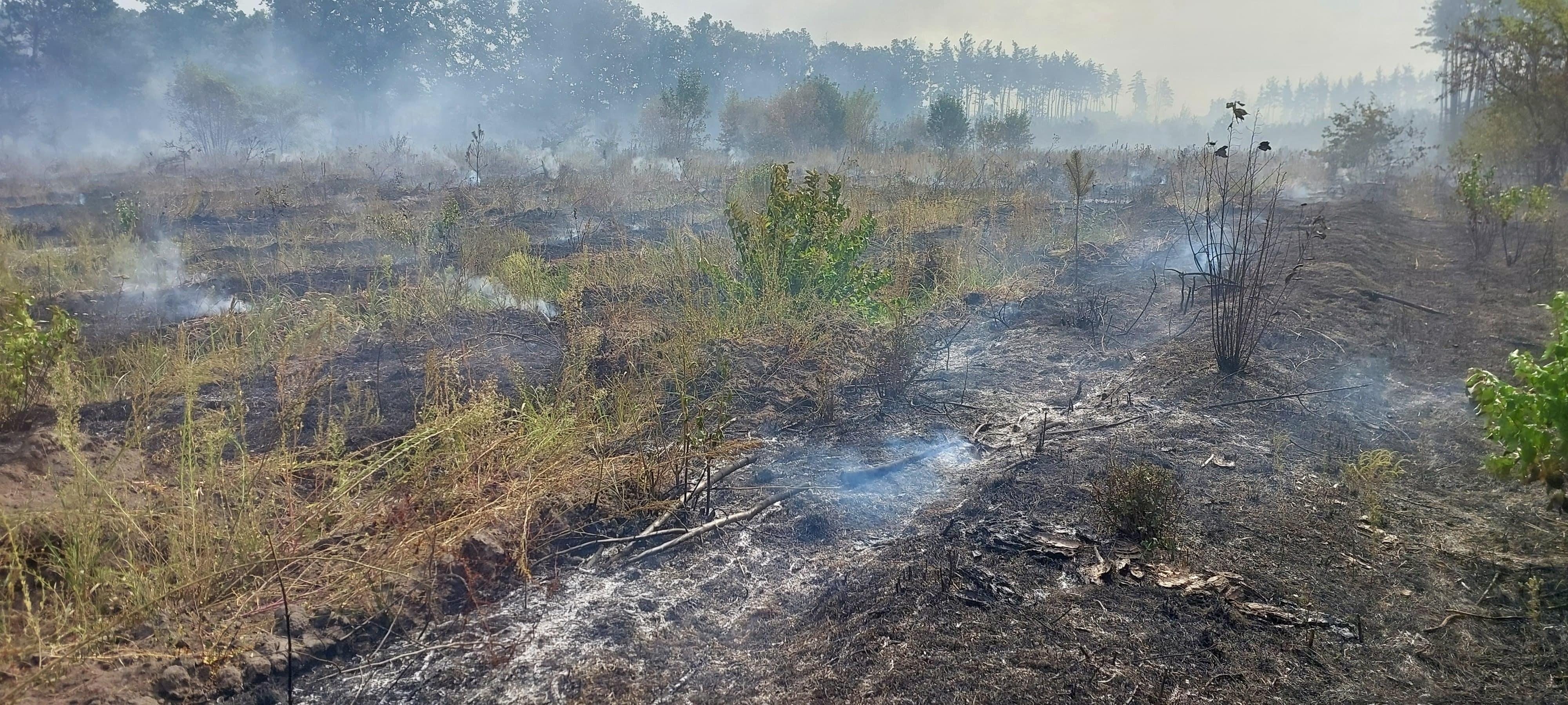 горить трава в лісі на Кіровоградщині