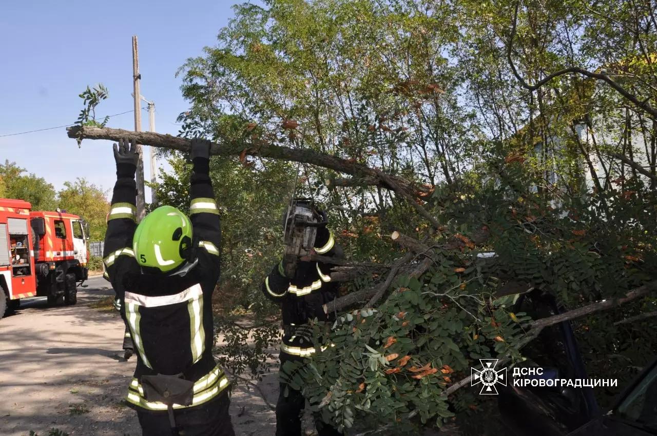 через сильний вітер попадали дерева у Кропивницькому