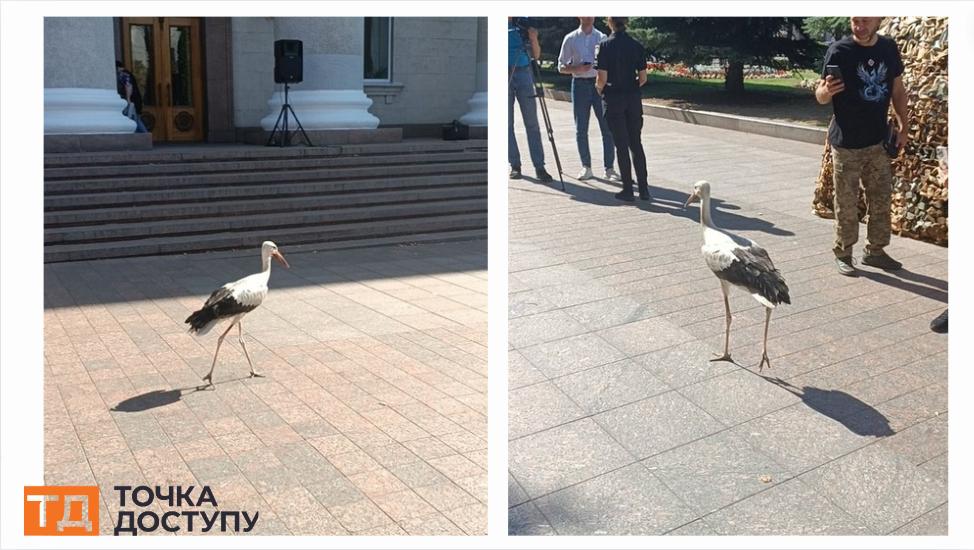 На площу перед міською радою у Кропивницькому прилетів лелека