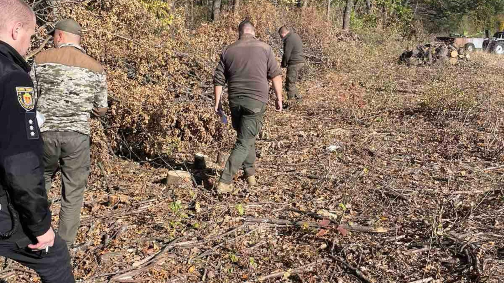 Спиляли дерев на 800 тисяч у Кіровоградській області