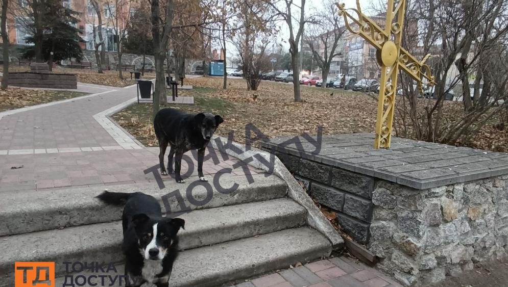 Зграя безпритульних собак у середмісті Кропивницького