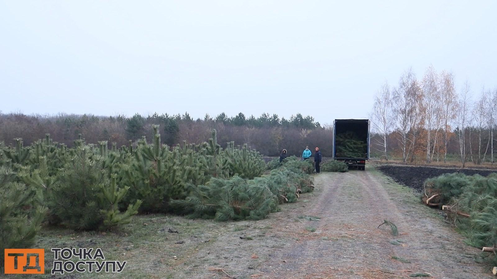 Заготівля ялинок у Кіровоградській області