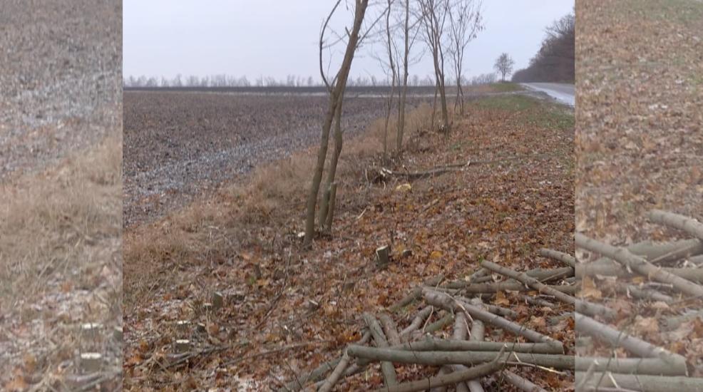 Незаконно вирубали дерева в Добровеличківській громаді