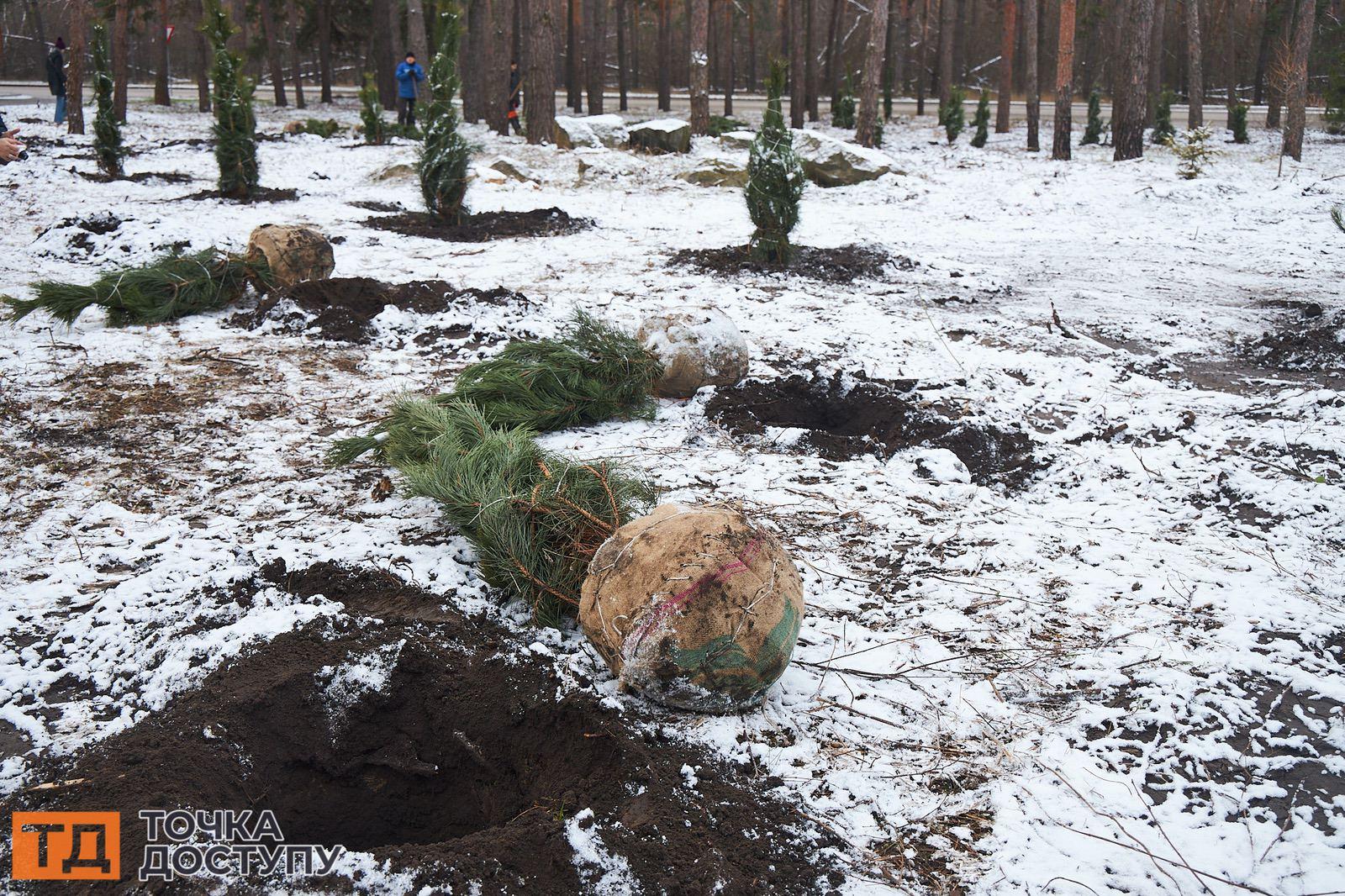 Сосни і ялини садять в лісі у Кропивницькому