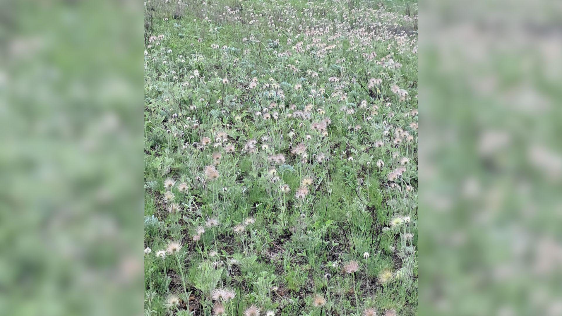 На Кіровоградщині знайшли балку з понад мільйоном кущів червонокнижної сон-трави
