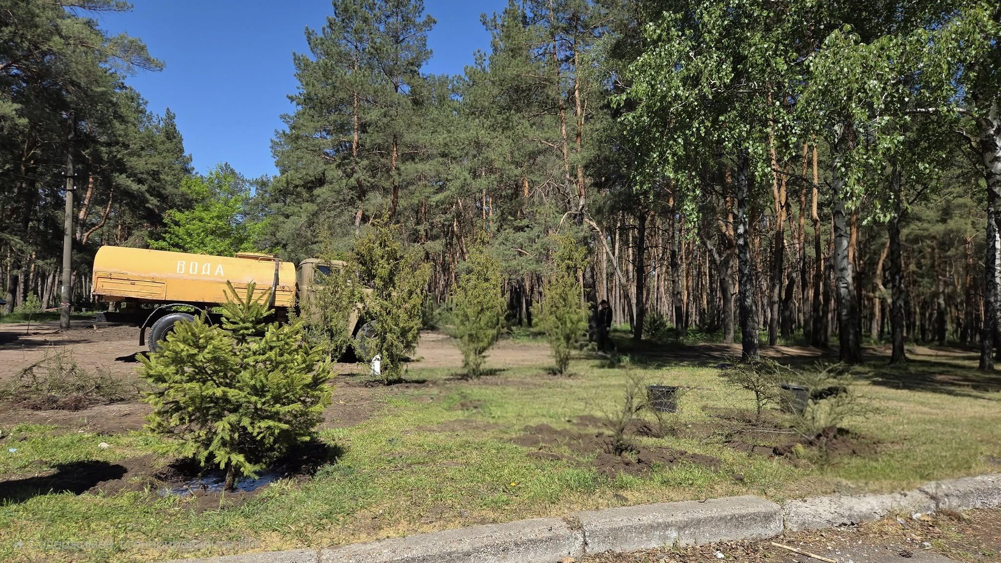 Саджанці