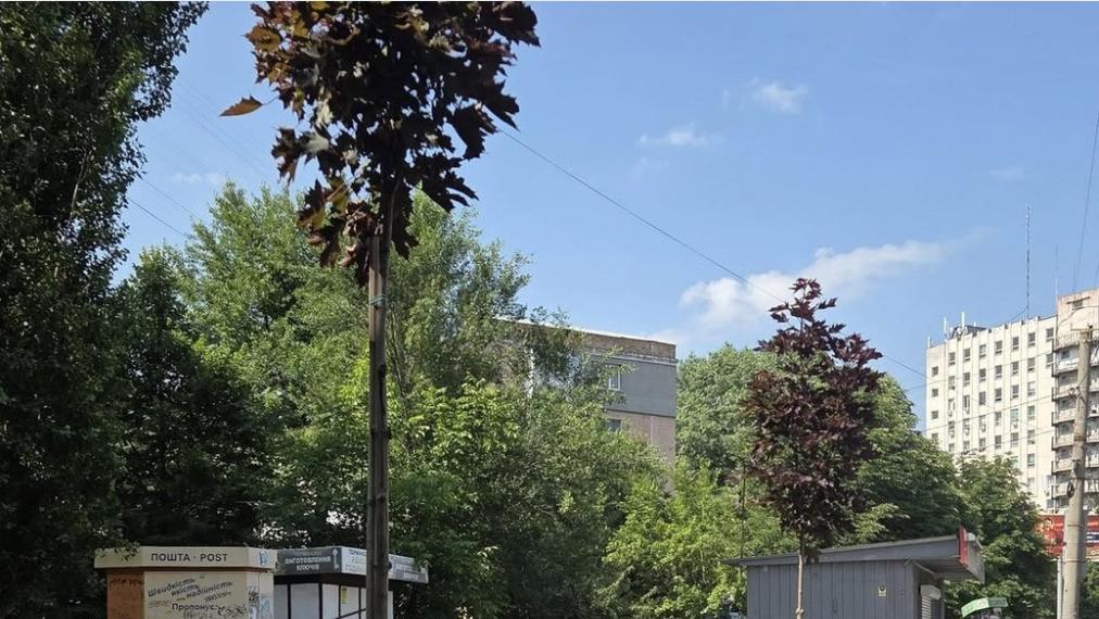У Кропивницькому висаджують клени