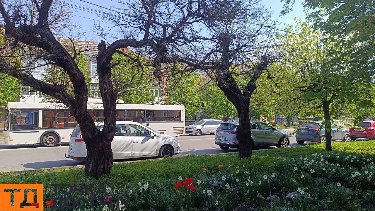 Старі акації на Соборній