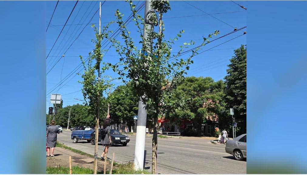 Озеленення на Соборній