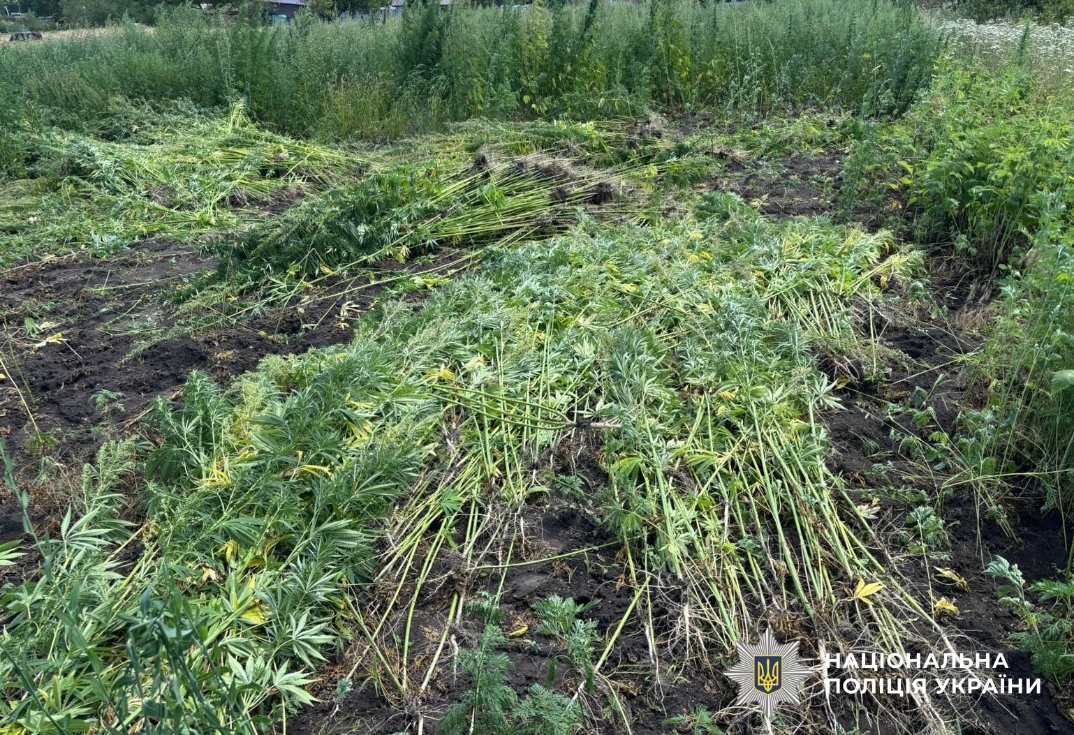 Плантація конопель і корпус гранати: на Кіровоградщині затримали чоловіка