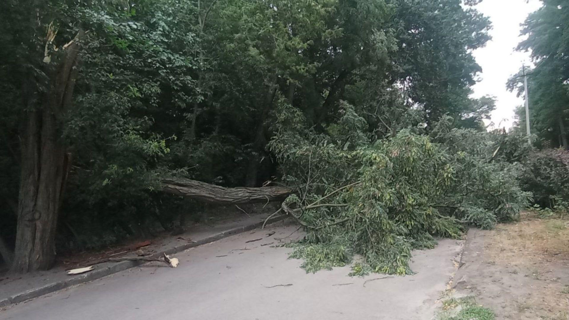 Обірвані дроти й повалені дерева: наслідки негоди у Кропивницькому (ФОТО)