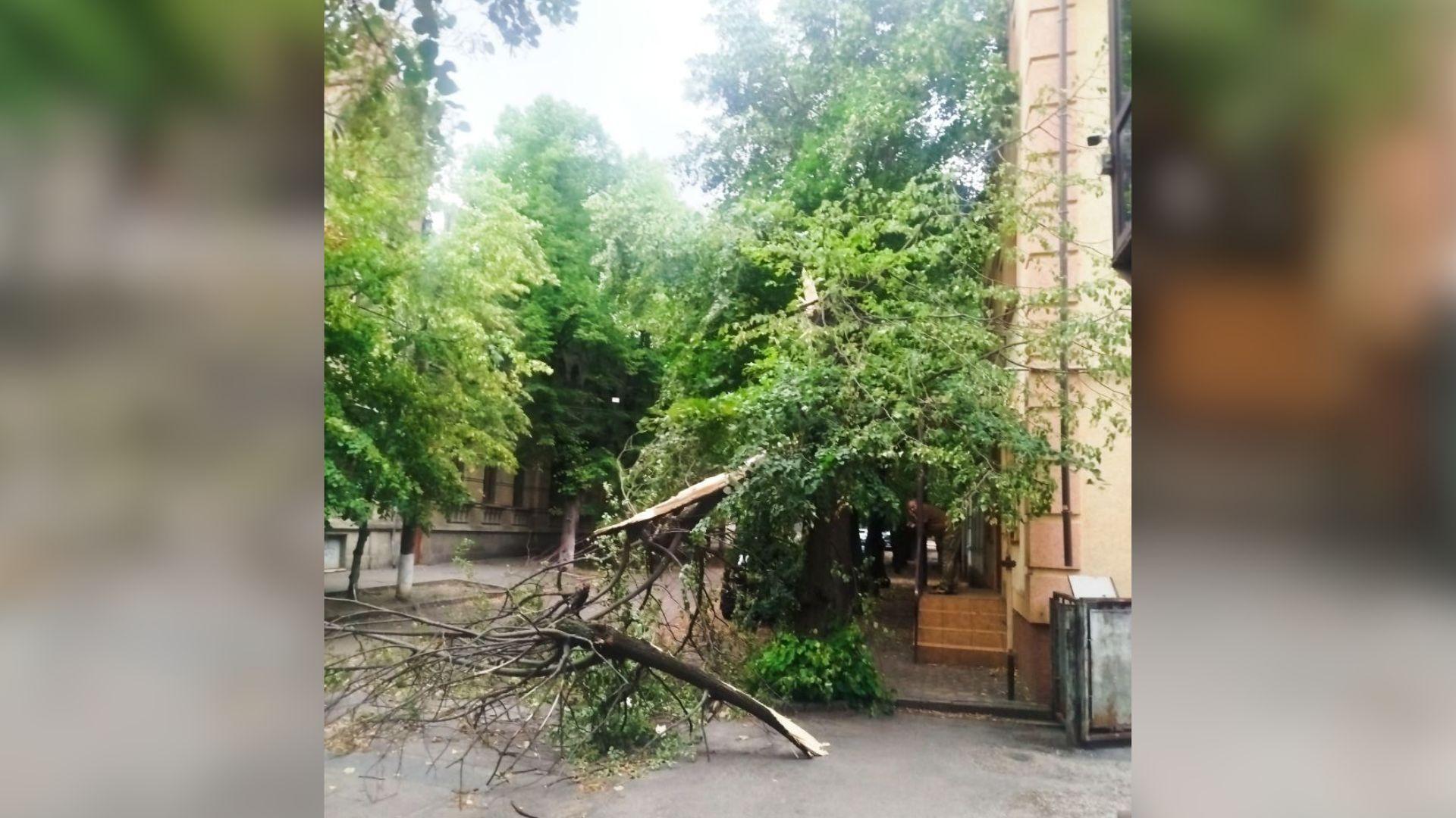 Обірвані дроти й повалені дерева: наслідки негоди у Кропивницькому (ФОТО)