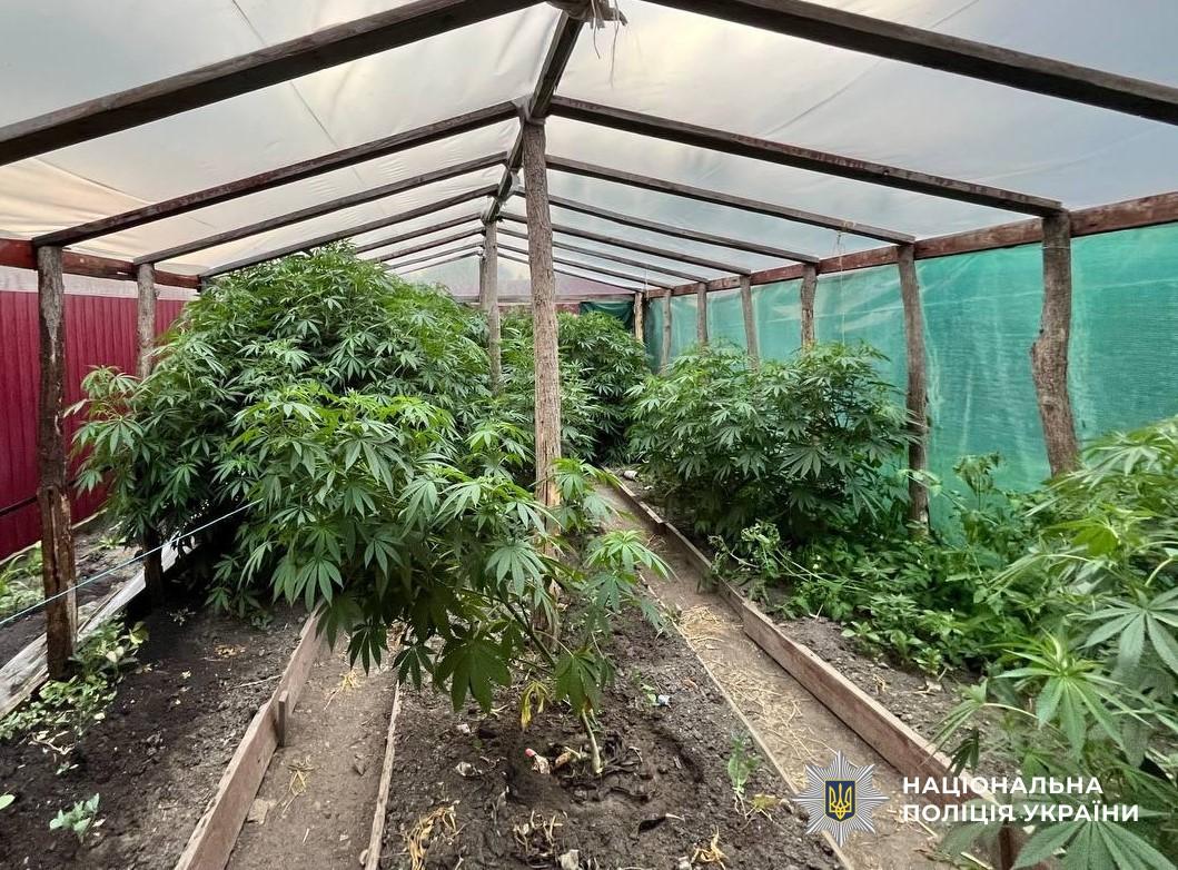  Партія наркотиків на мільйон гривень: у чоловіка на Кіровоградщині знайшли теплицю з коноплями