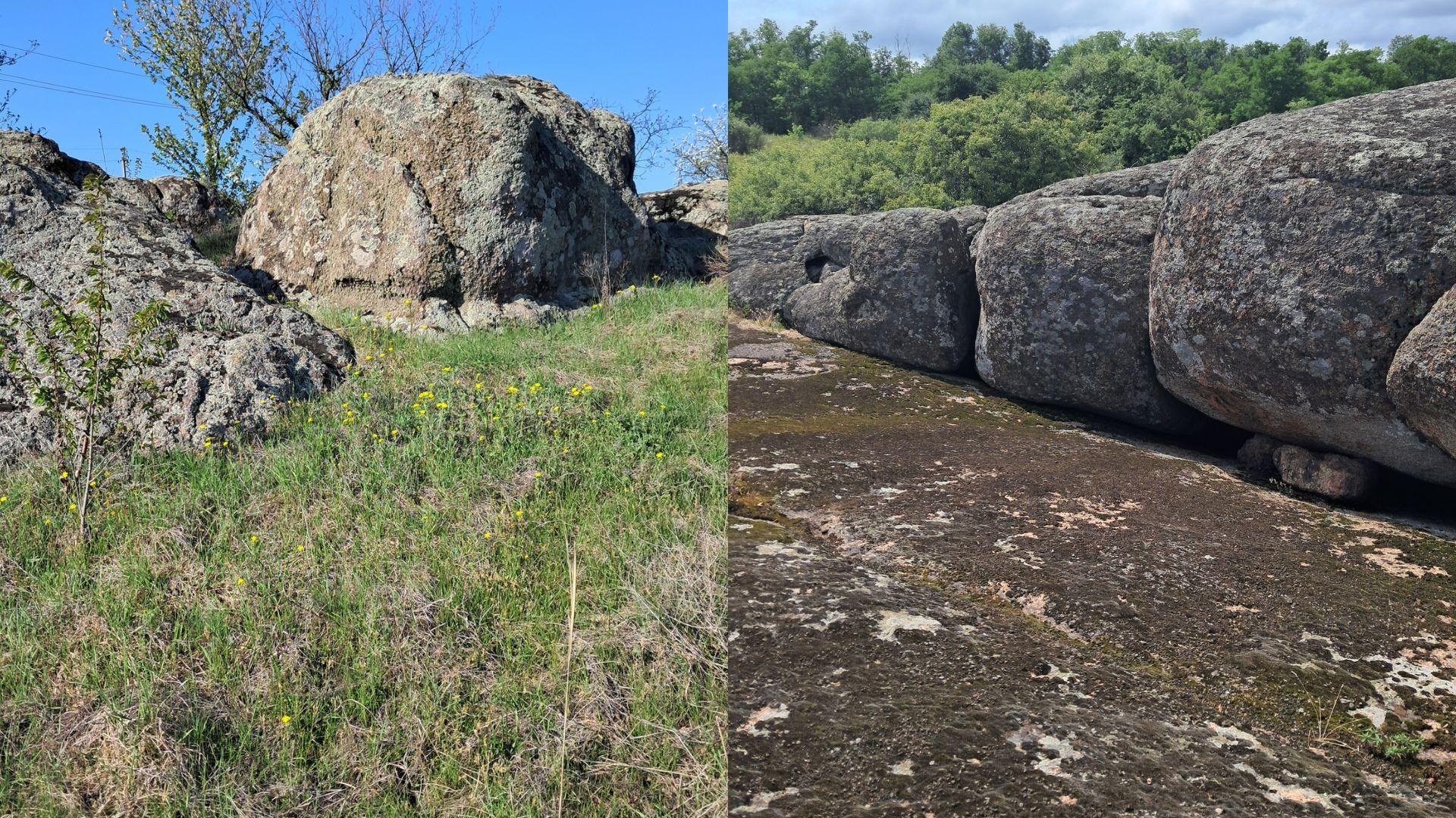 Плантацію червонокнижної гвоздики знайшли на Кіровоградщині