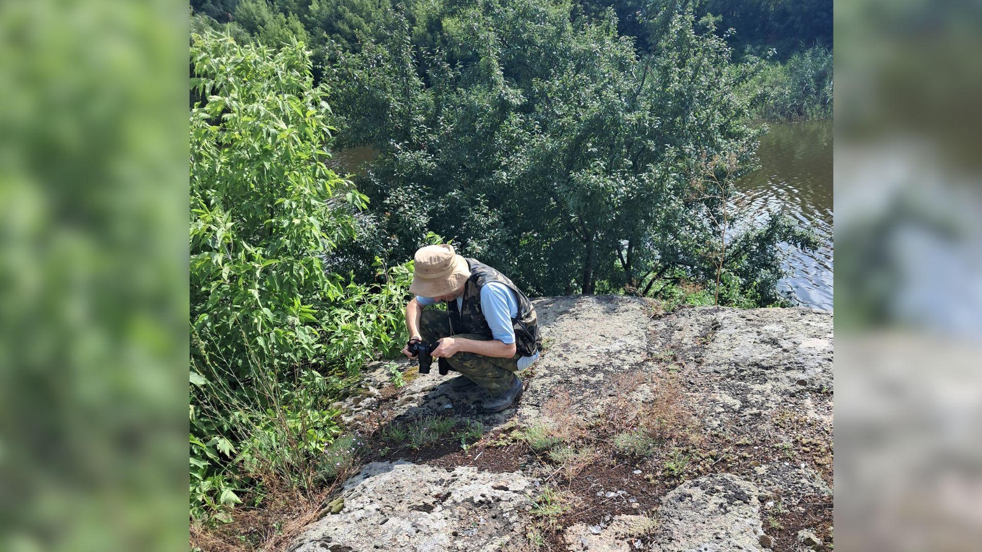 Плантацію червонокнижної гвоздики знайшли на Кіровоградщині