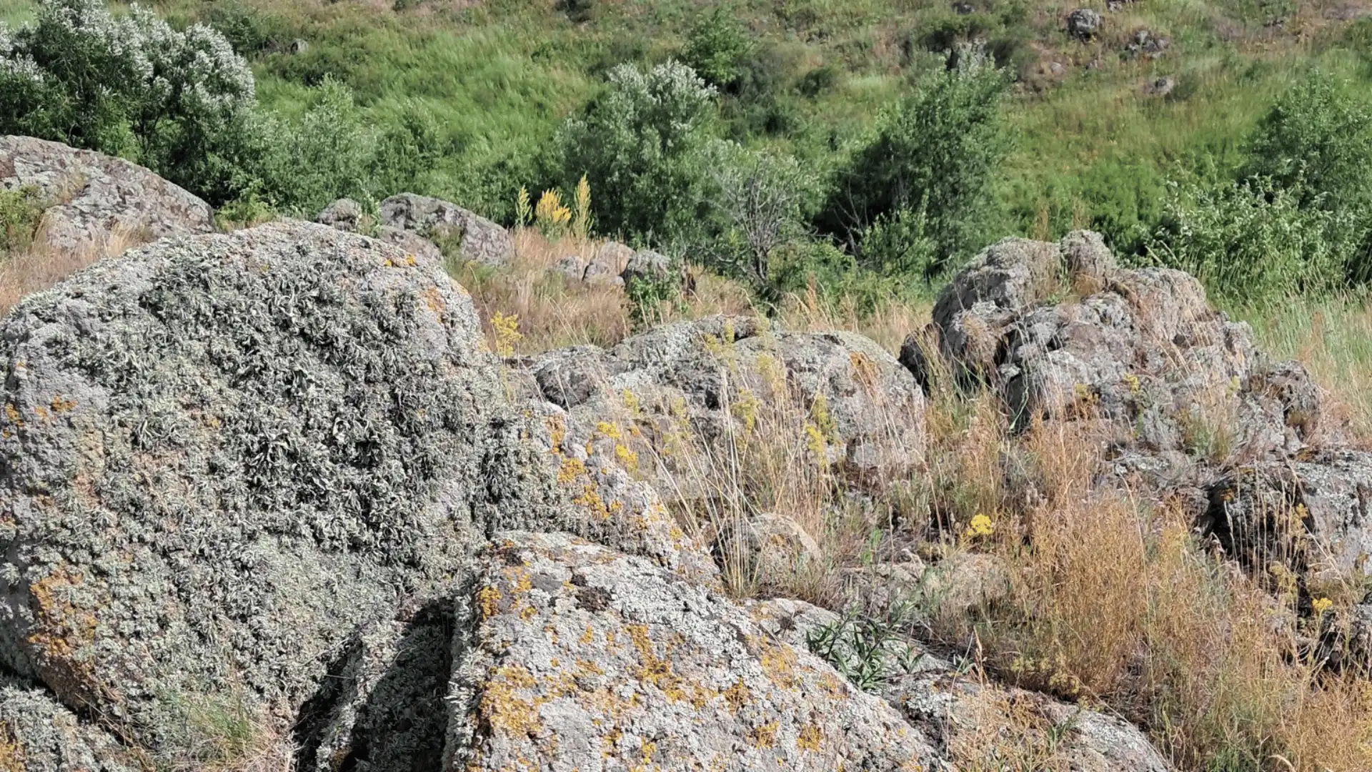 ботанічну пам'ятку природи створять біля Бобринця