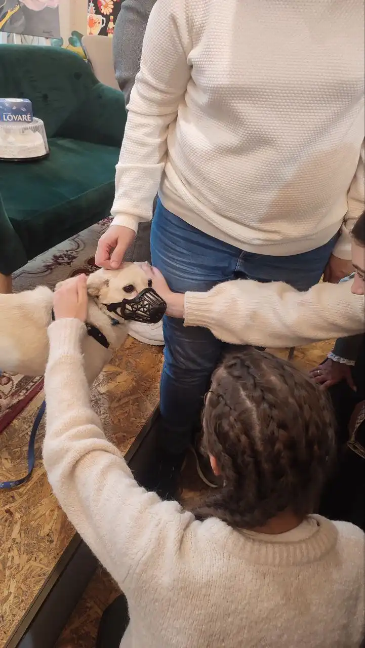 біла собака