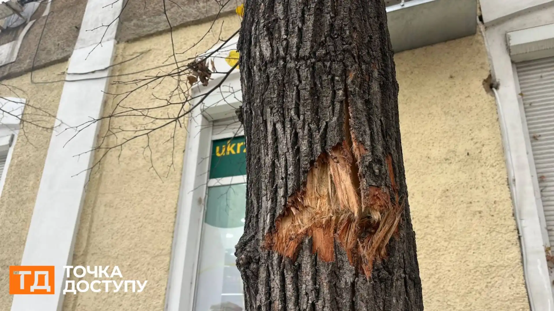 Не менше 20 дерев у Кропивницькому пошкодили під час ремонту тротуарів: що з ними буде