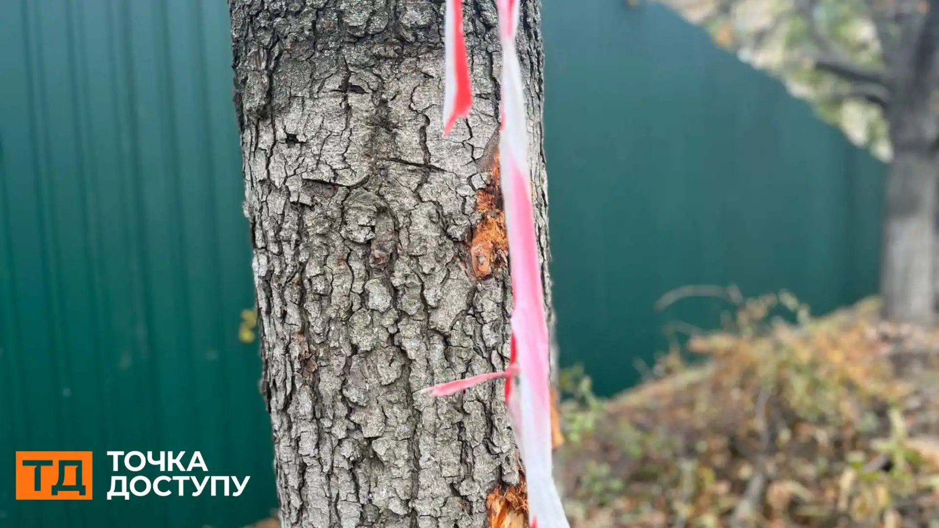 Не менше 20 дерев у Кропивницькому пошкодили під час ремонту тротуарів: що з ними буде