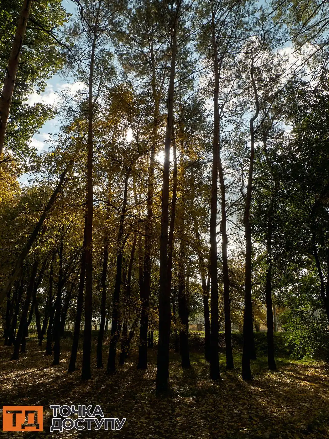 Осінь у Кропивницькому — це сезон яскравих фото, ароматної кави та натхнення для митців.