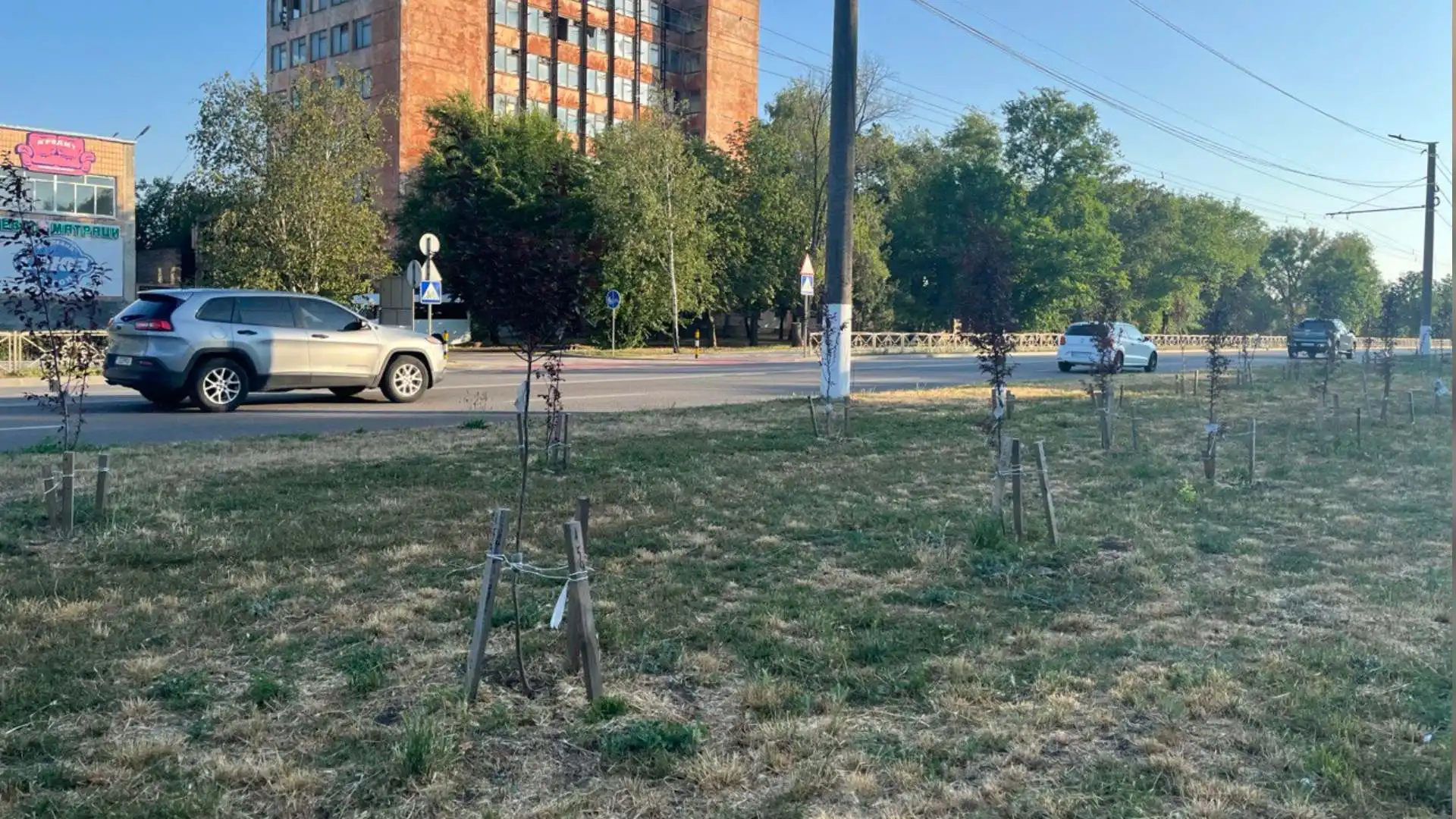 “Здорові всі”: у Кропивницькому перевірили дерева, висаджені на Алеї Героїв