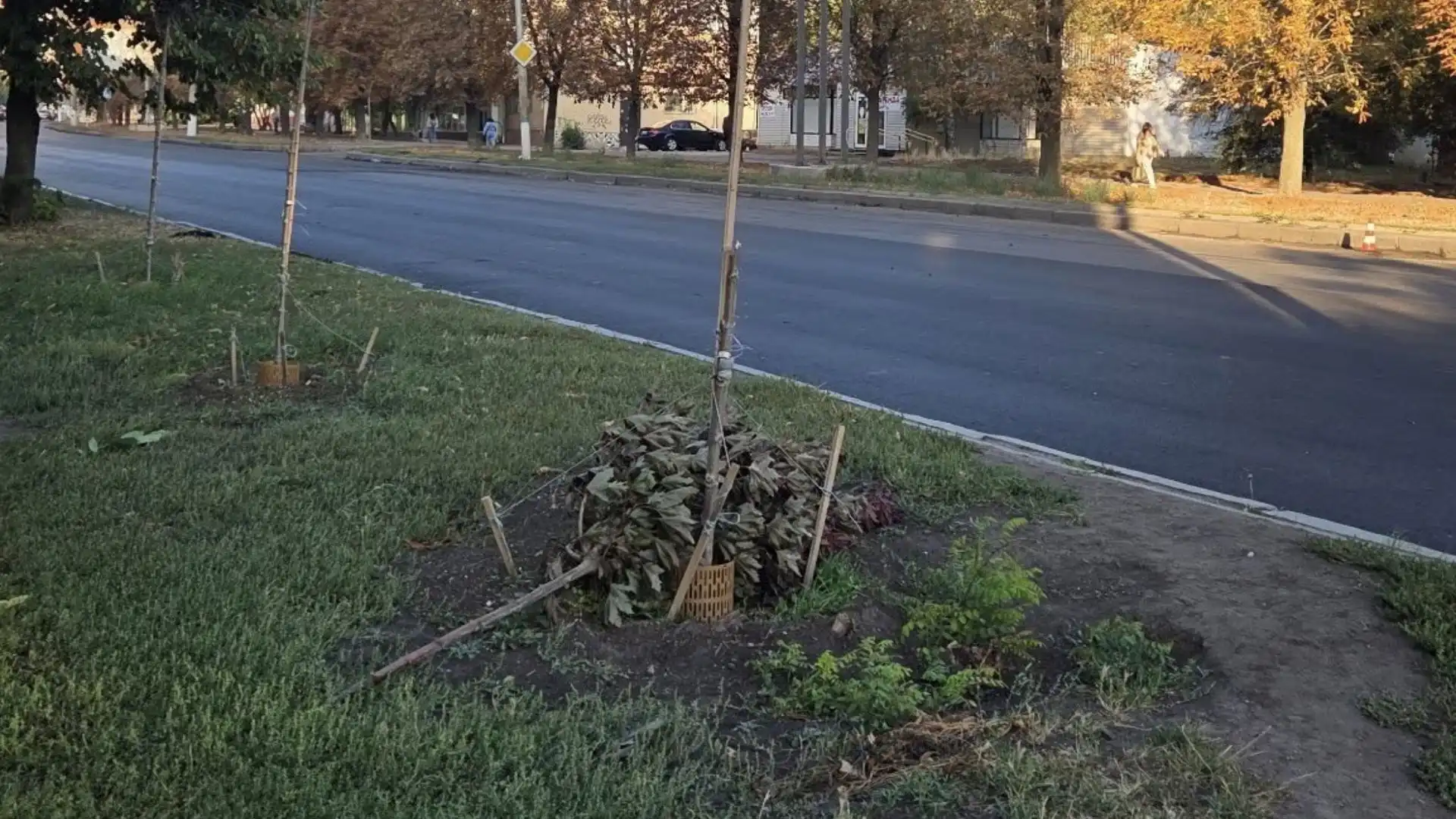 Невідомі зламали клен на вулиці Соборній у Кропивницькому